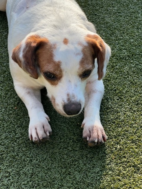 Enlarge PRINGLES, a Adoptable mixed breed in knoxville, TN image 6/6