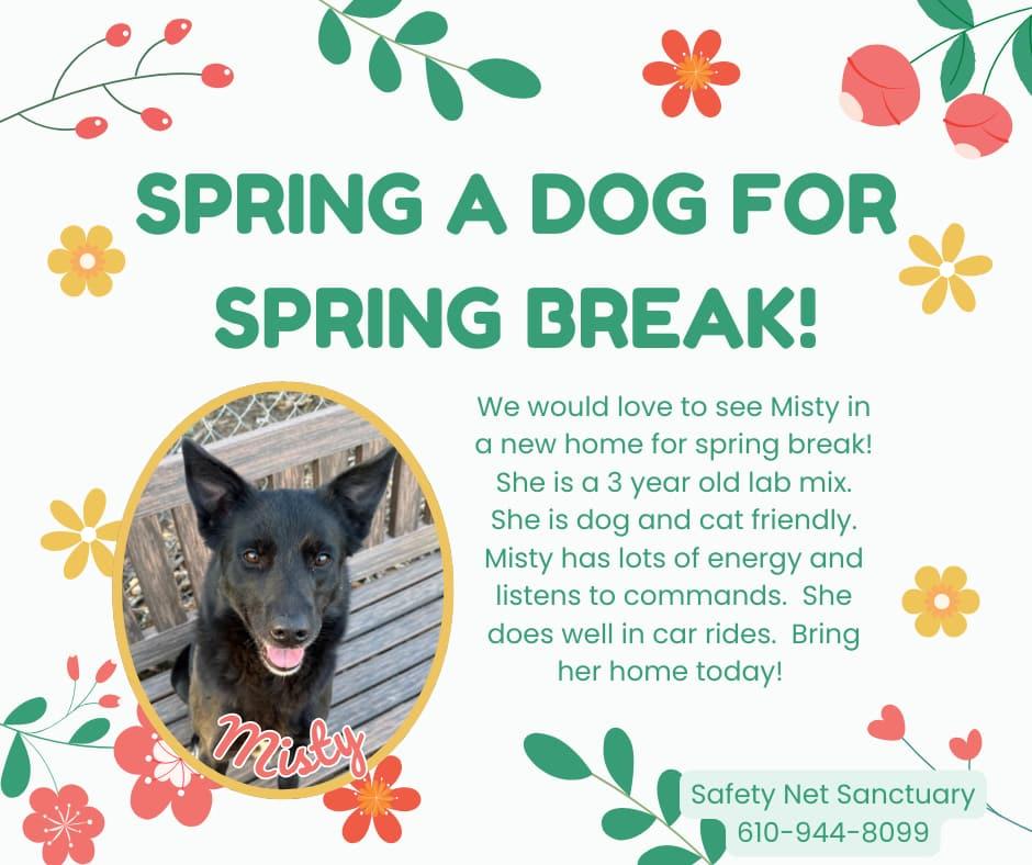 Misty, Adoptable, Young Female Black Labrador Retriever.