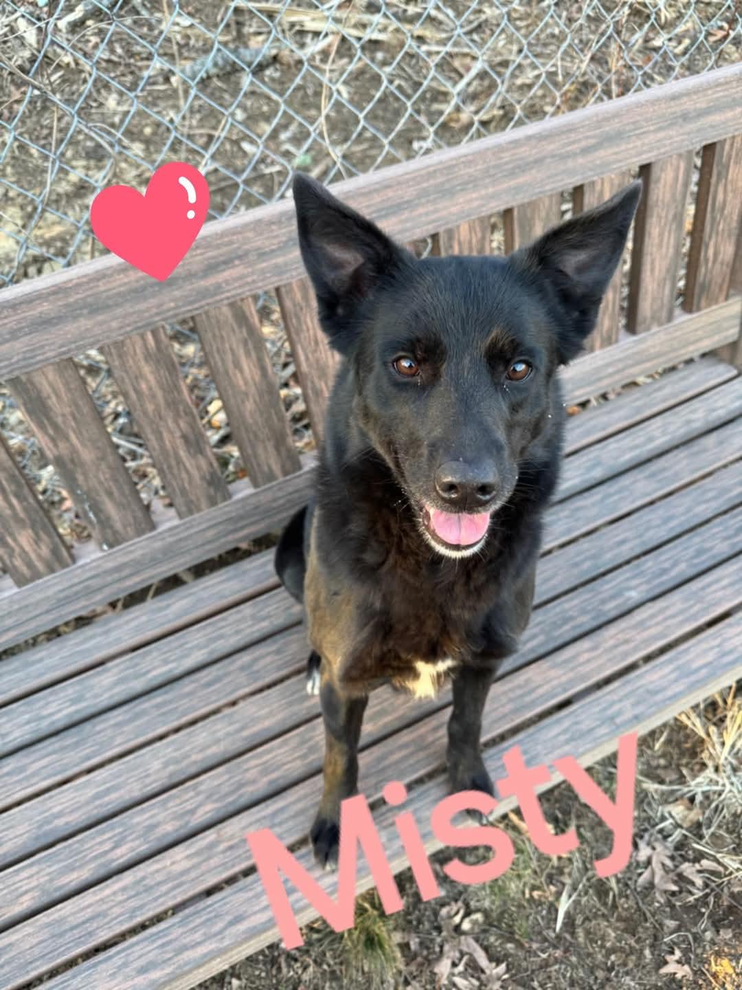 Misty, Adoptable, Young Female Black Labrador Retriever.