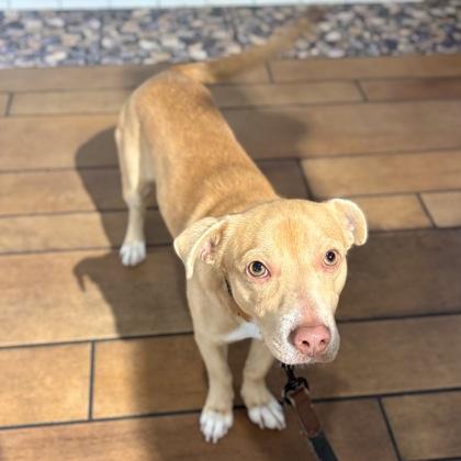 Enlarge Capri, a Adoptable mixed breed in San Francisco, CA image 1/2