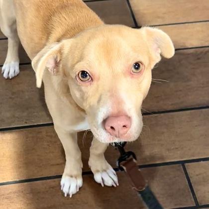 Enlarge Capri, a Adoptable mixed breed in San Francisco, CA image 2/2