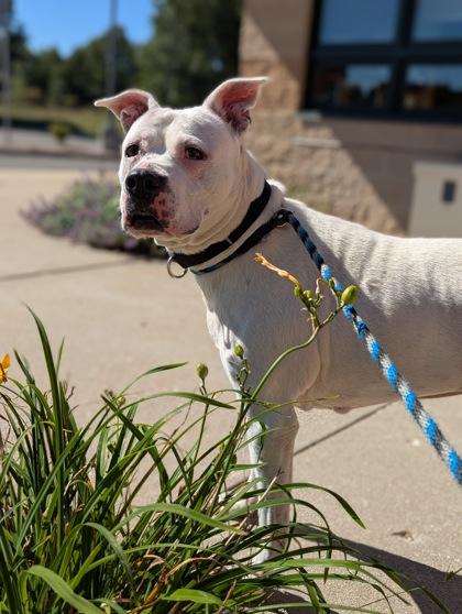 Sweet Pea, Adoptable, Adult Female Mixed Breed & Mixed Breed.