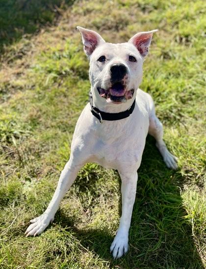 Enlarge Sweet Pea, a Adoptable mixed breed in Traverse City, MI image 2/3