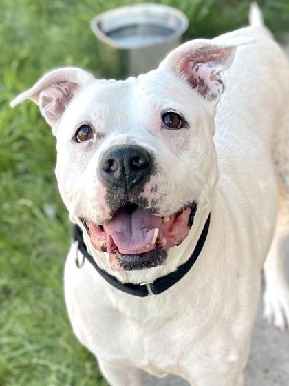 Enlarge Sweet Pea, a Adoptable mixed breed in Traverse City, MI image 3/3