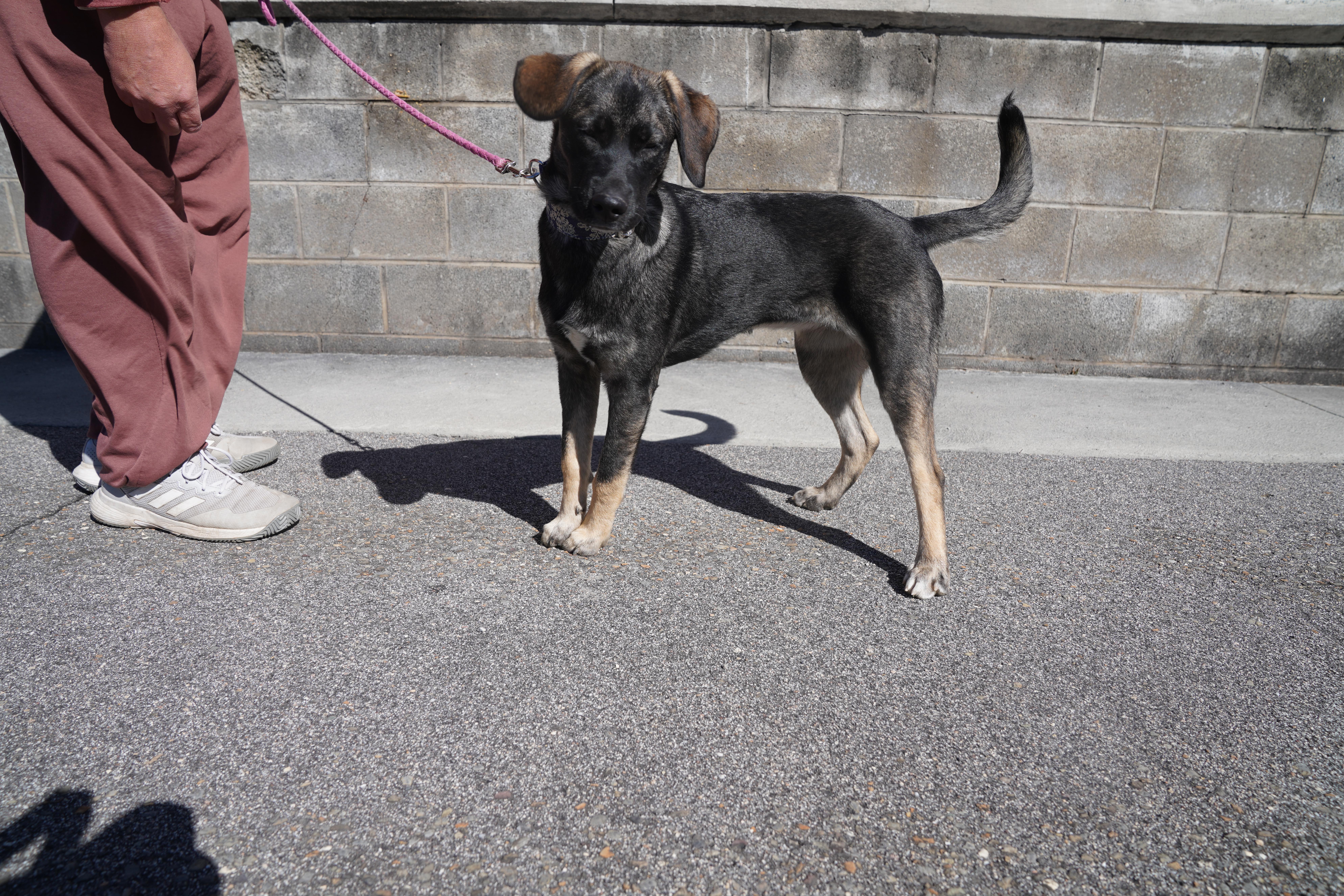 Summer, a Adoptable mixed breed in Pottsville, PA image 2/5