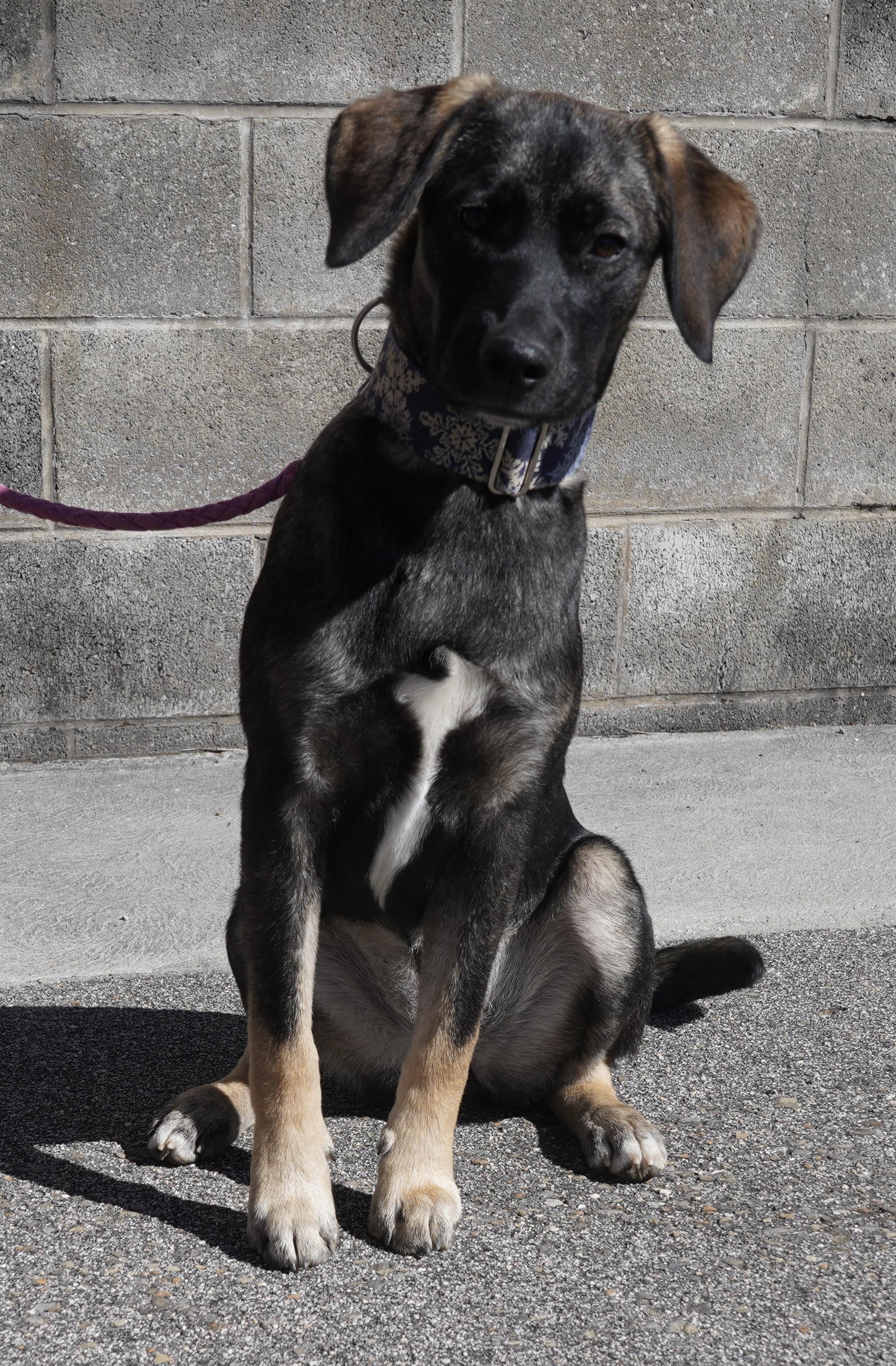 Summer, a Adoptable mixed breed in Pottsville, PA image 3/5