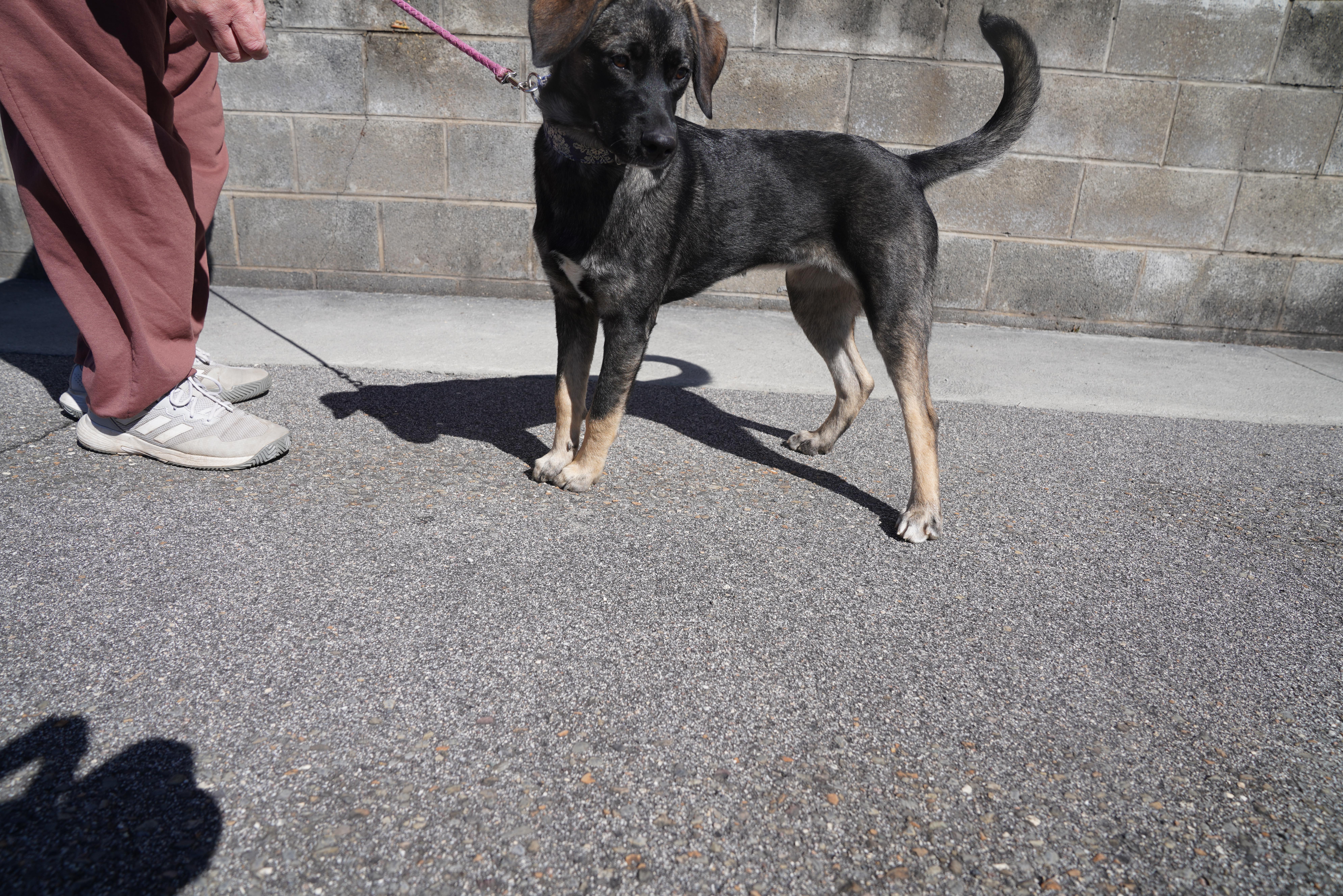 Summer, a Adoptable mixed breed in Pottsville, PA image 4/5