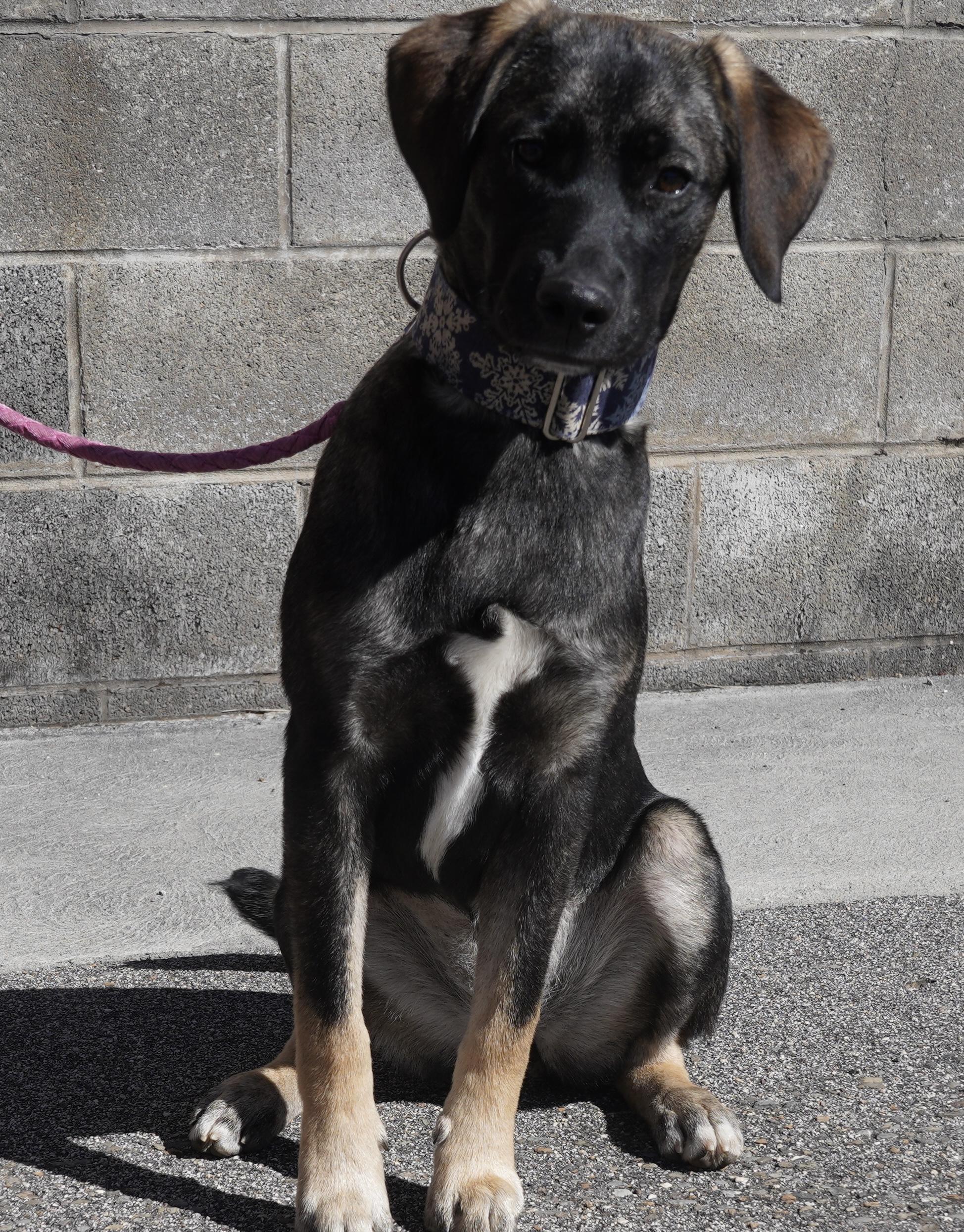 Summer, a Adoptable mixed breed in Pottsville, PA image 1/5