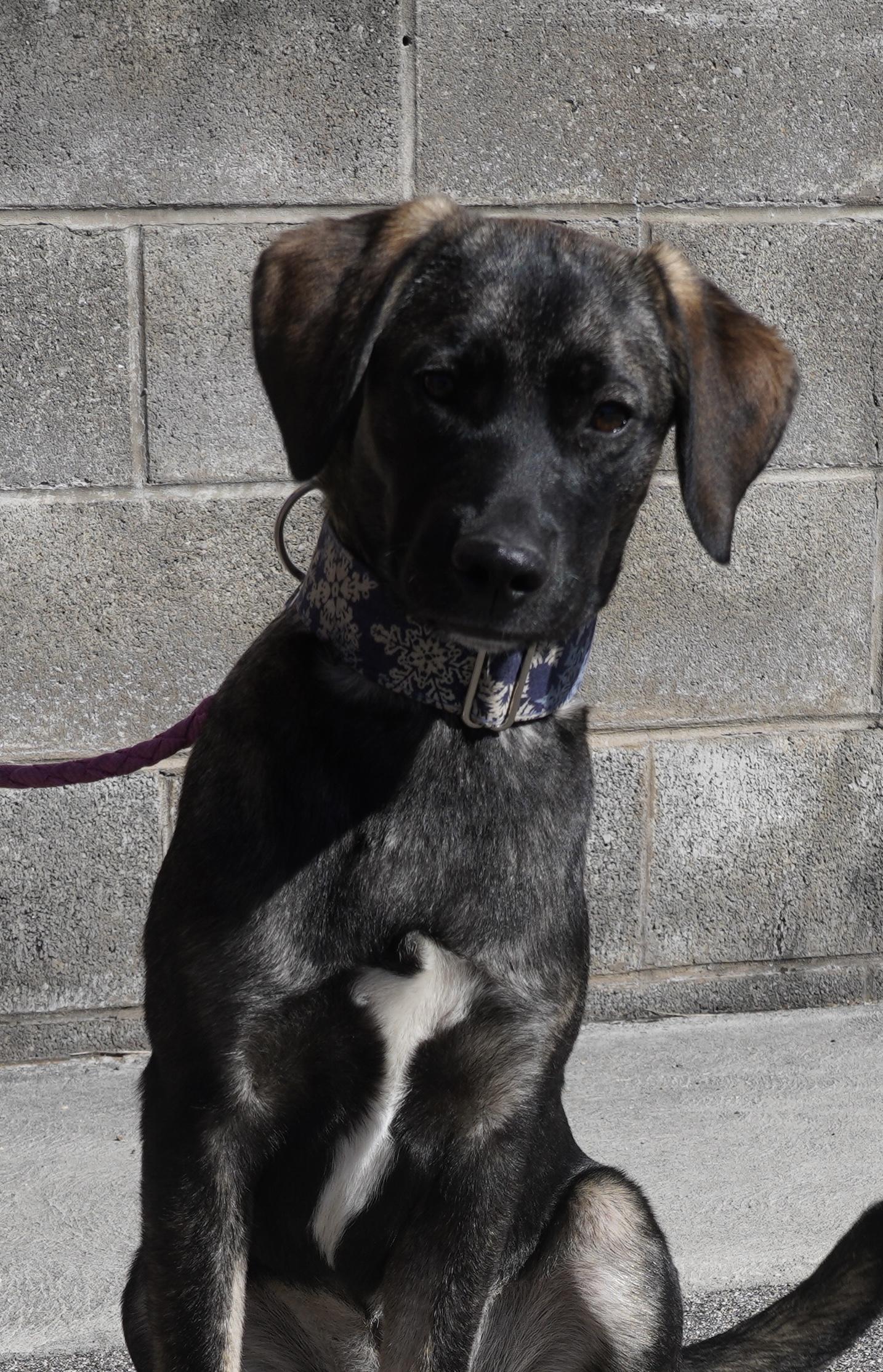 Summer, a Adoptable mixed breed in Pottsville, PA image 5/5