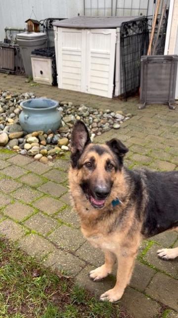 Enlarge Zeus - Senior Sweetie, a ADOPTABLE German Shepherd Dog in Sammamish, WA image 3/3