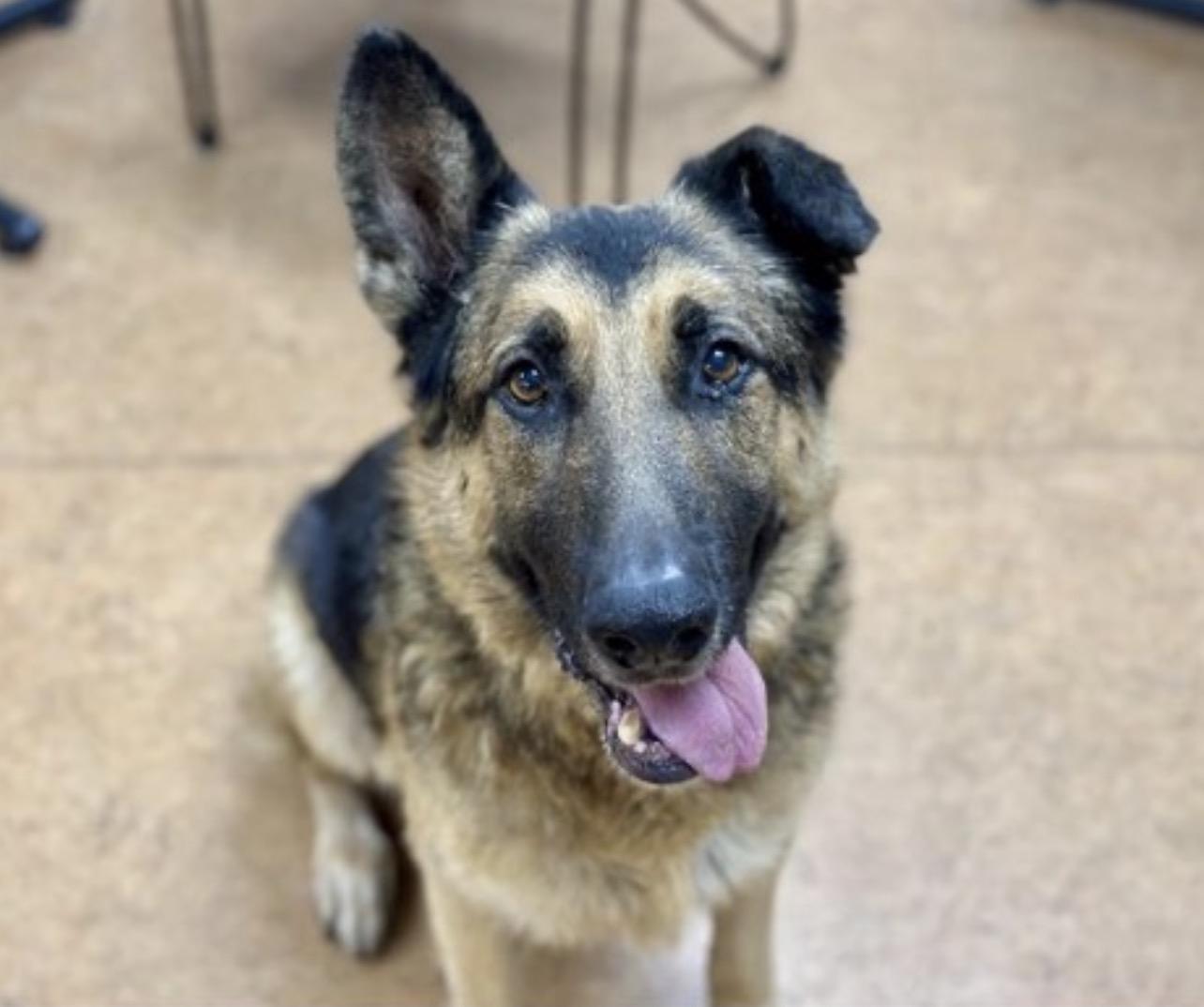 Zeus - Senior Sweetie, ADOPTABLE, Senior Male German Shepherd Dog.