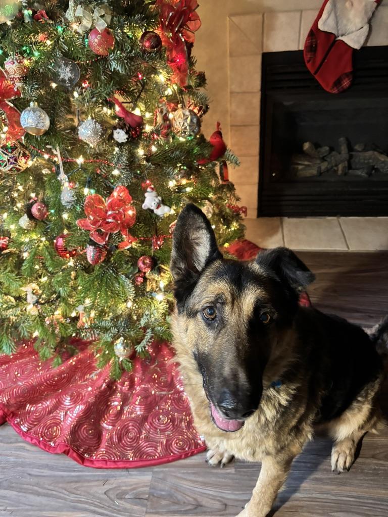 Enlarge Zeus - Senior Sweetie, a ADOPTABLE German Shepherd Dog in Sammamish, WA image 2/3