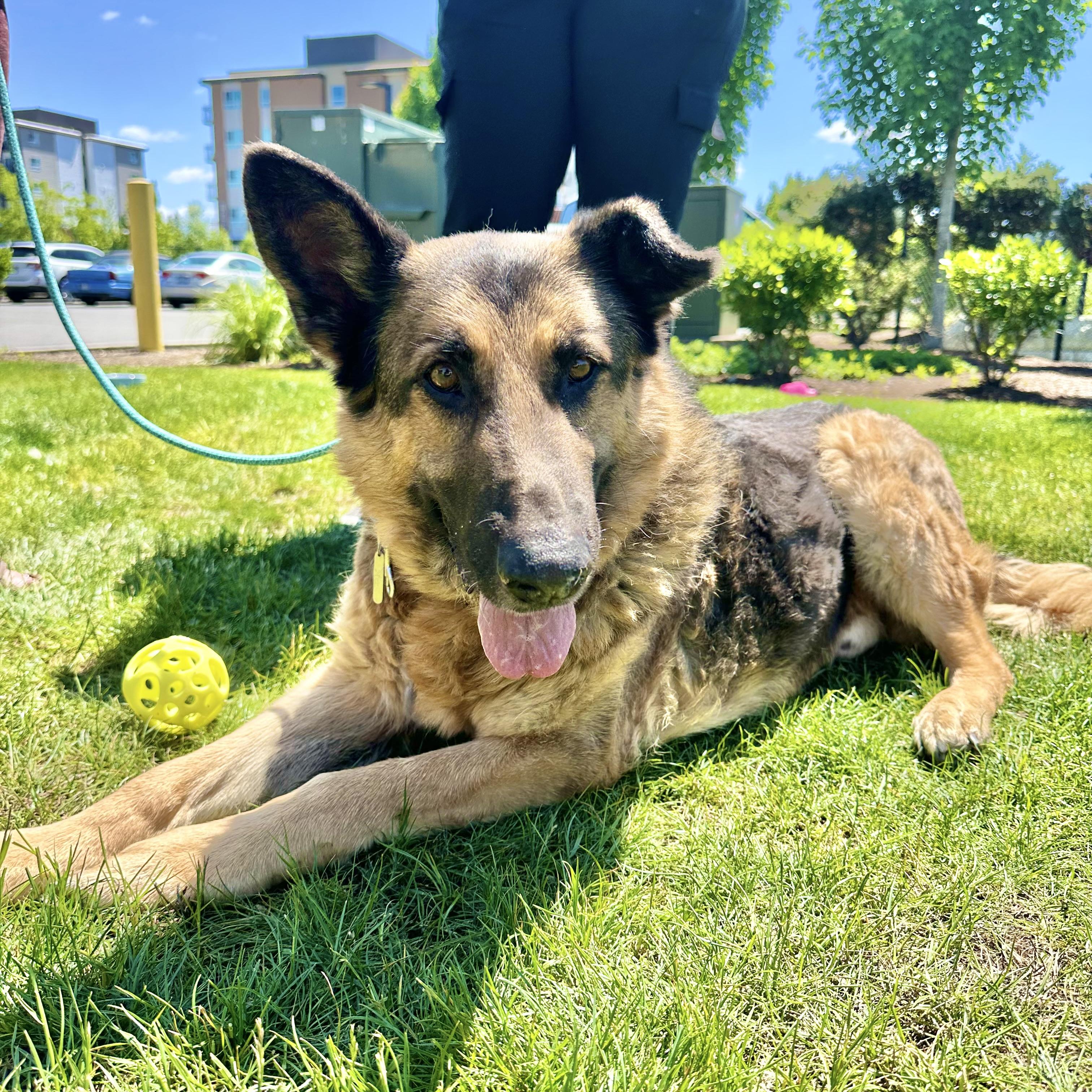 Enlarge Zeus - Senior Sweetie, a ADOPTABLE German Shepherd Dog in Sammamish, WA image 2/5