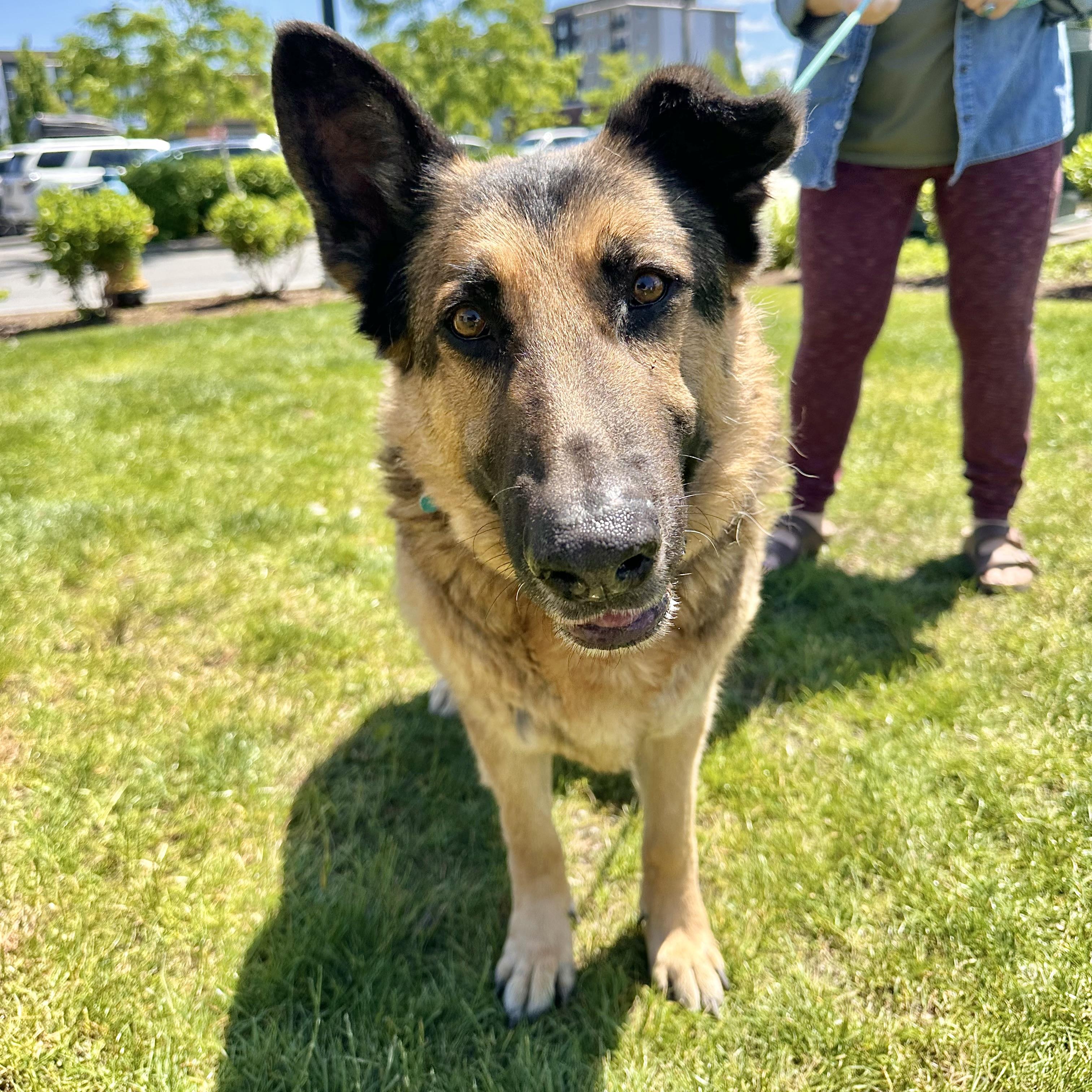 Zeus - Senior Sweetie, ADOPTABLE, Senior Male German Shepherd Dog.