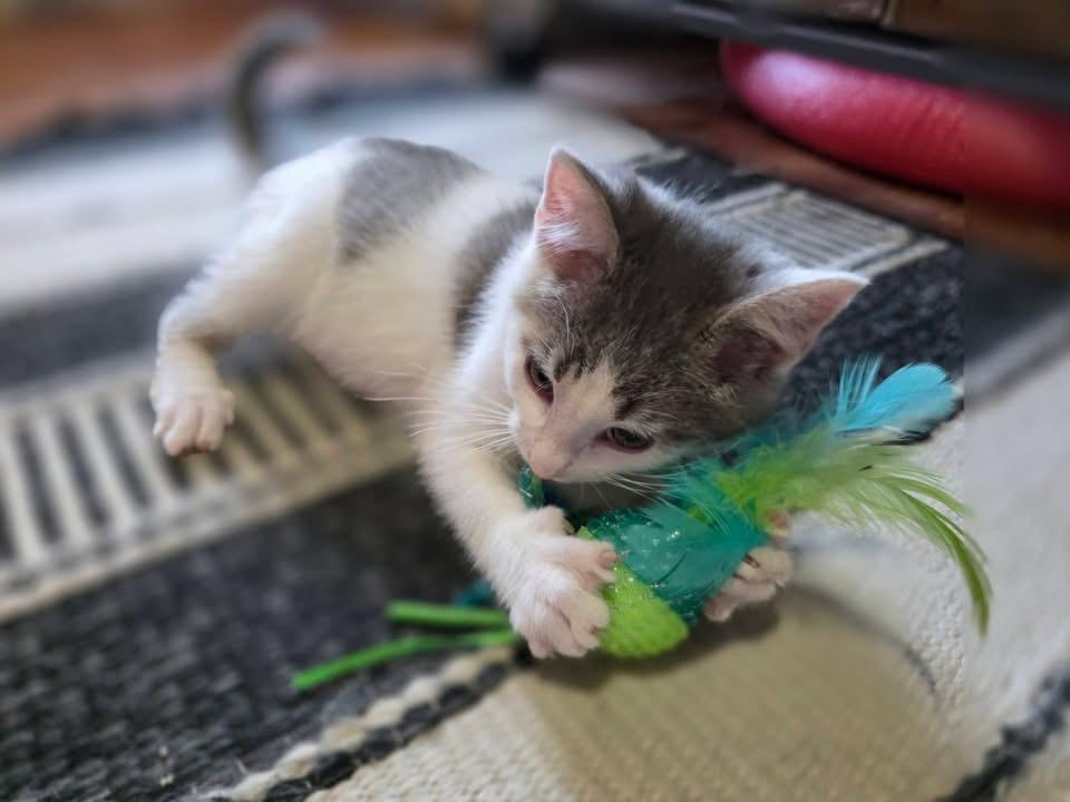 Enlarge Milton, a ADOPTABLE Domestic Short Hair in Saginaw, MI image 2/2