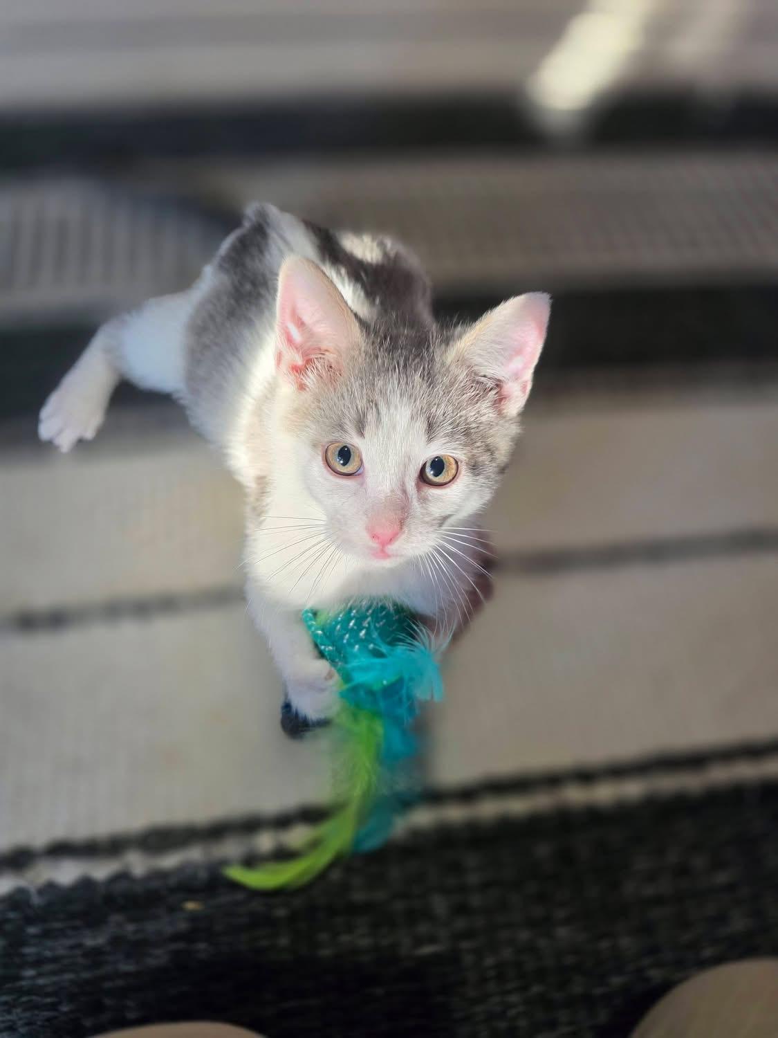 Enlarge Milton, a ADOPTABLE Domestic Short Hair in Saginaw, MI image 1/2