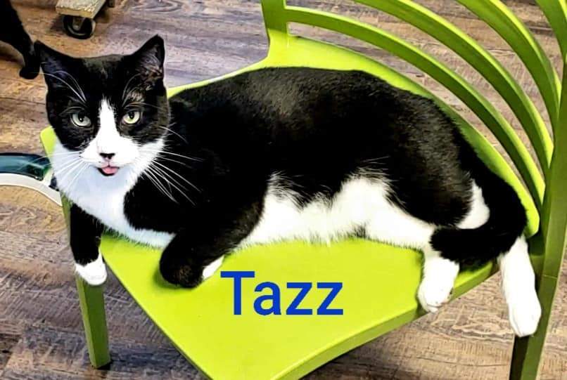 Tazz photo 3