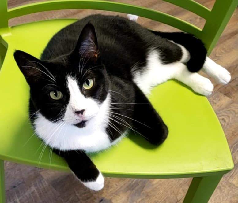 Tazz, a Adoptable mixed breed in Macon, GA image 2/9