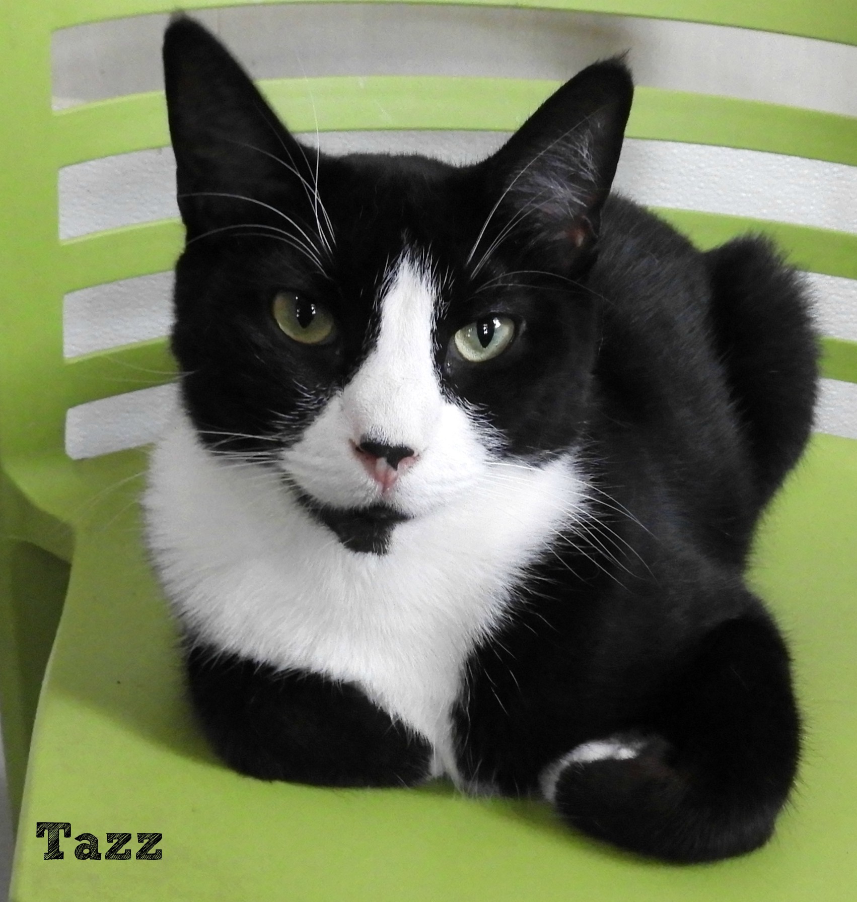 Tazz, a Adoptable mixed breed in Macon, GA image 3/9