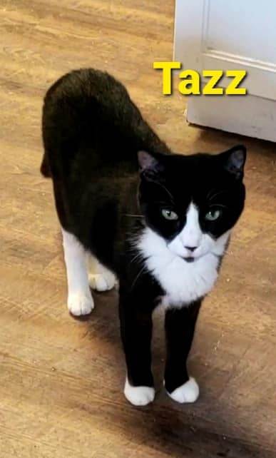 Tazz, a Adoptable mixed breed in Macon, GA image 4/9