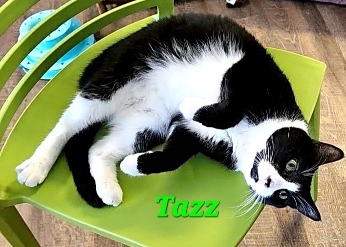 Tazz, a Adoptable mixed breed in Macon, GA image 5/9