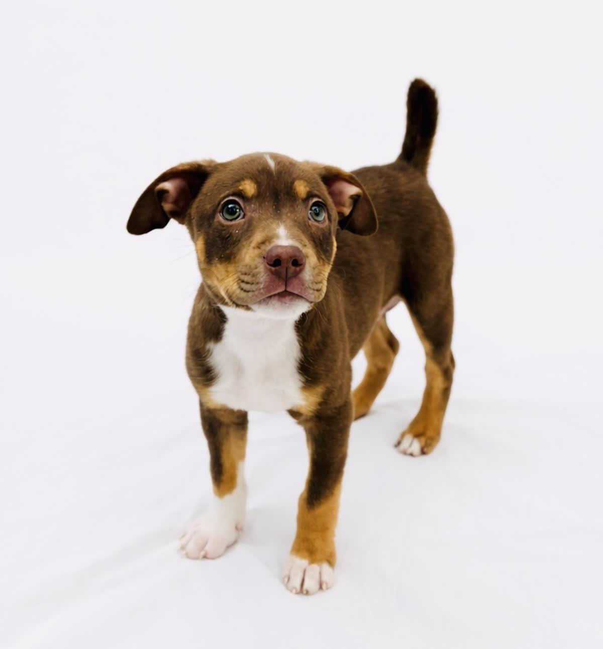 Enlarge Duke #0071, a ADOPTABLE mixed breed in Waldorf, MD image 1/1