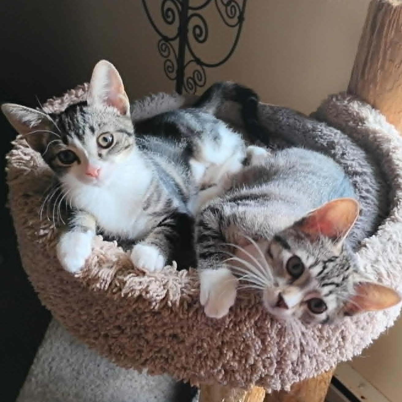 Sprout and Sweet Pea (Bonded Pair), adopted, Kitten Female Domestic Short Hair.