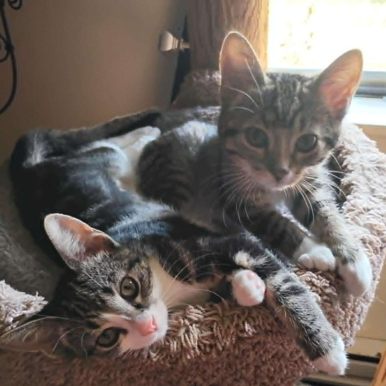 Sprout and Sweet Pea (Bonded Pair), an adopted Domestic Short Hair in Watertown, WI image 2/2