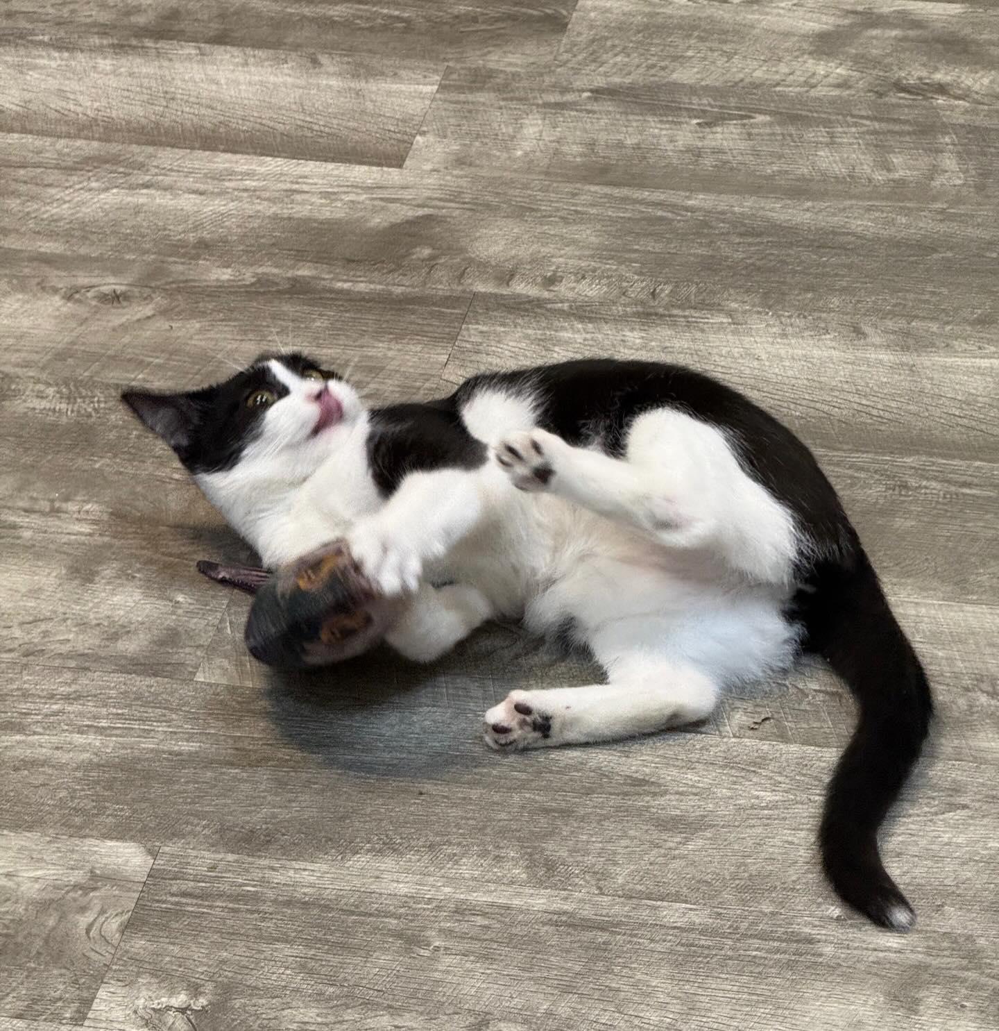 Enlarge Gina @ Fat Cat Cafe, an adopted Domestic Short Hair in Tallahassee, FL image 3/5