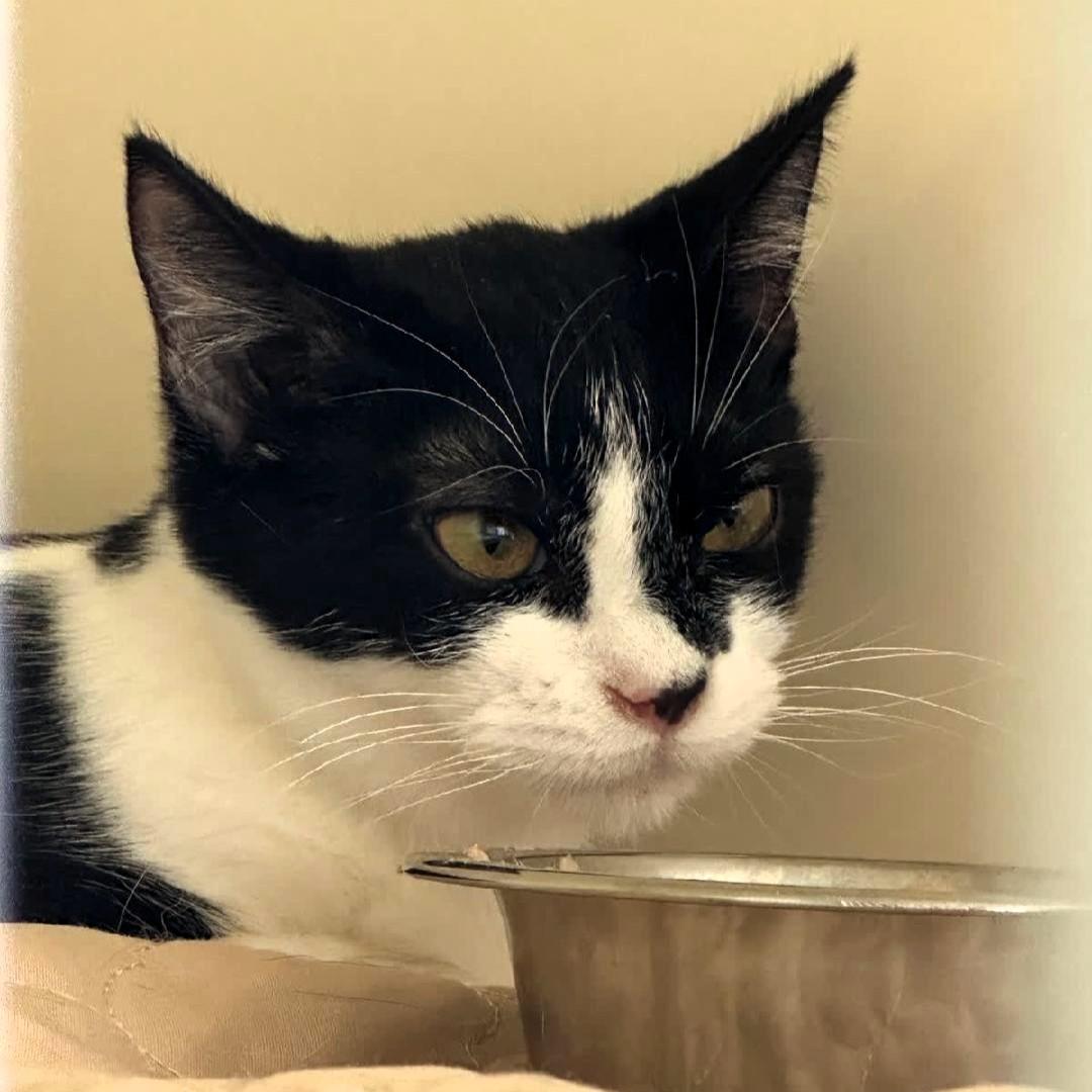 Gina @ Fat Cat Cafe, Adoptable, Kitten Female Domestic Short Hair.