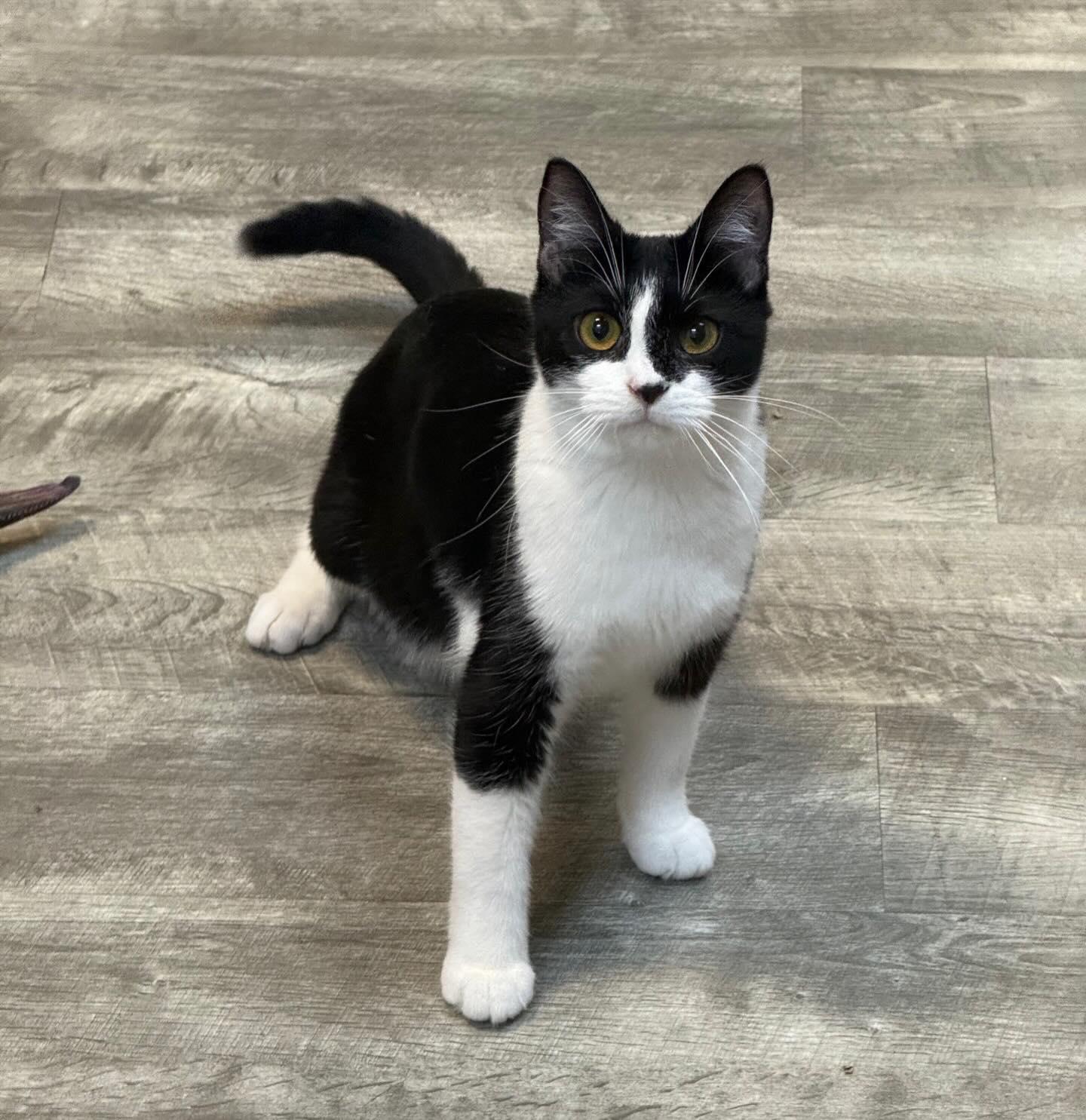 Enlarge Gina @ Fat Cat Cafe, an adopted Domestic Short Hair in Tallahassee, FL image 2/5