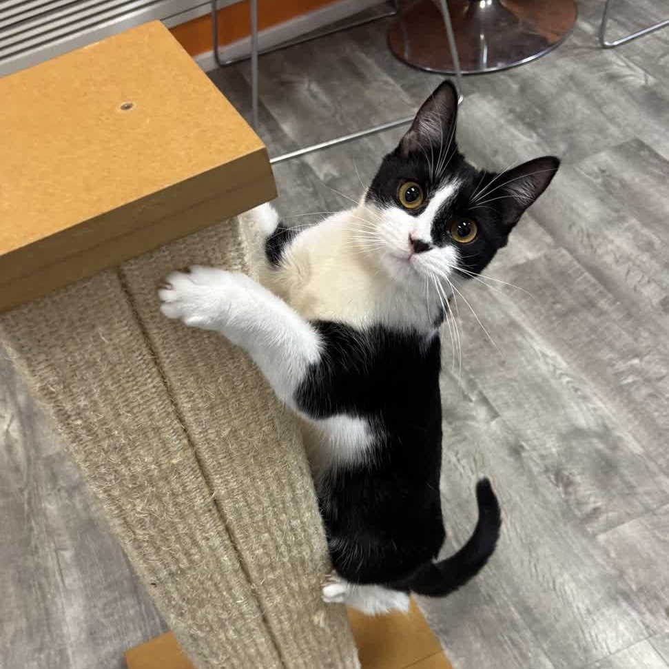 Gina @ Fat Cat Cafe, Adoptable, Kitten Female Domestic Short Hair.