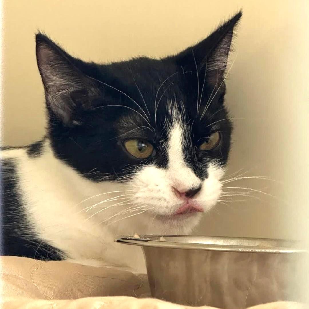 Enlarge Gina @ Fat Cat Cafe, a Adoptable Domestic Short Hair in Tallahassee, FL image 3/4