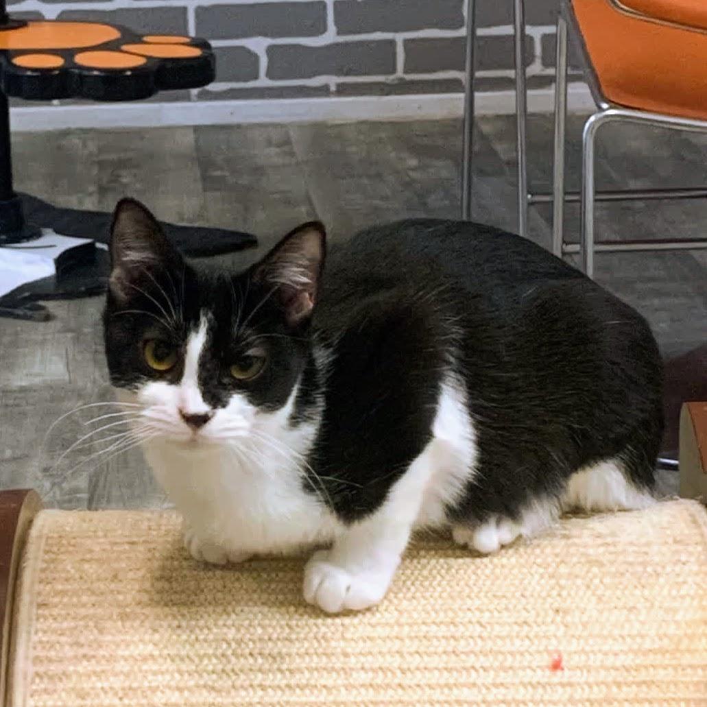 Enlarge Gina @ Fat Cat Cafe, a Adoptable Domestic Short Hair in Tallahassee, FL image 1/4