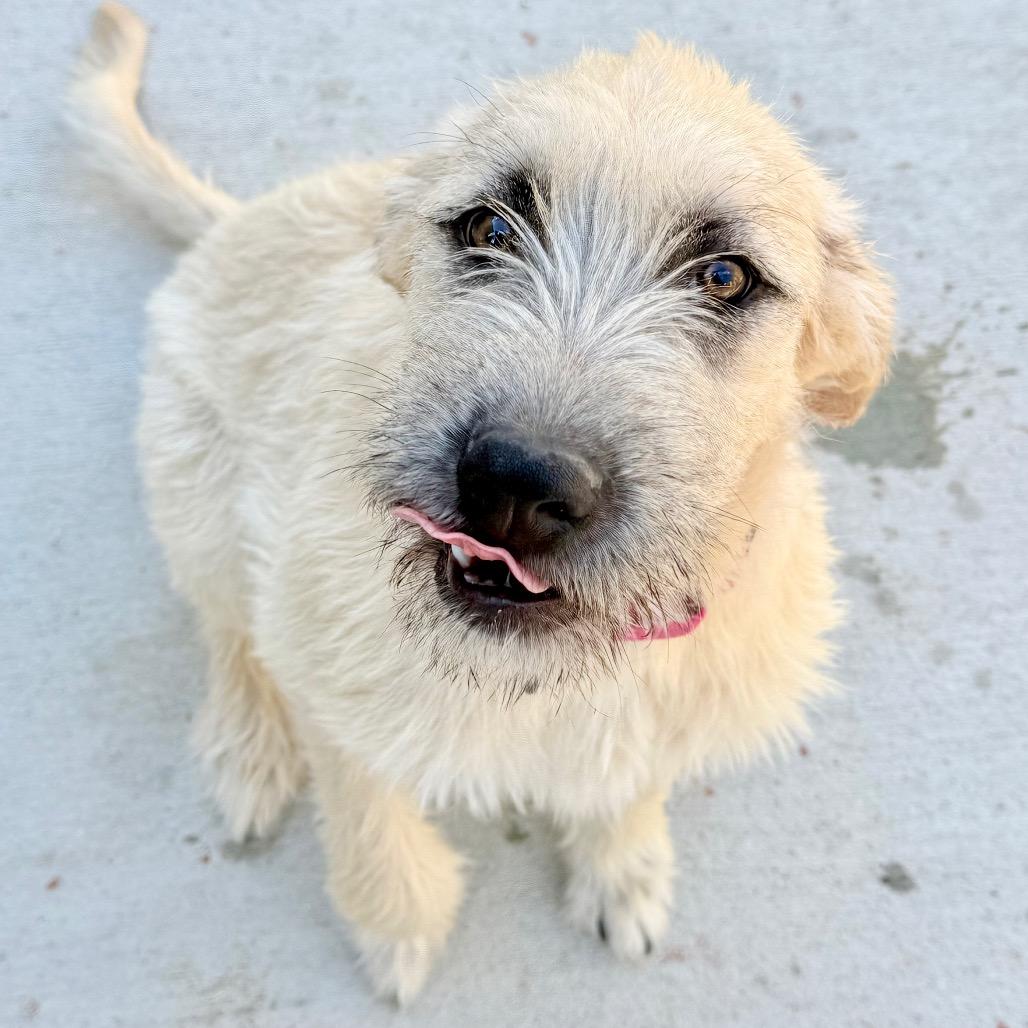 Willa, a Adoptable Mixed Breed in Oxford, ME image 5/6