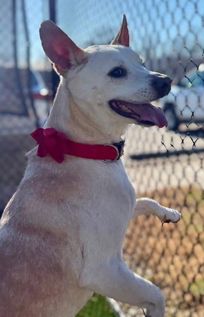 Kokomo, Adoptable, Senior Male Labrador Retriever & German Shepherd Dog.
