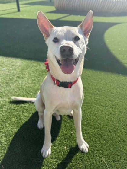 Enlarge Kokomo, a Adoptable mixed breed in Chesapeake, VA image 3/3