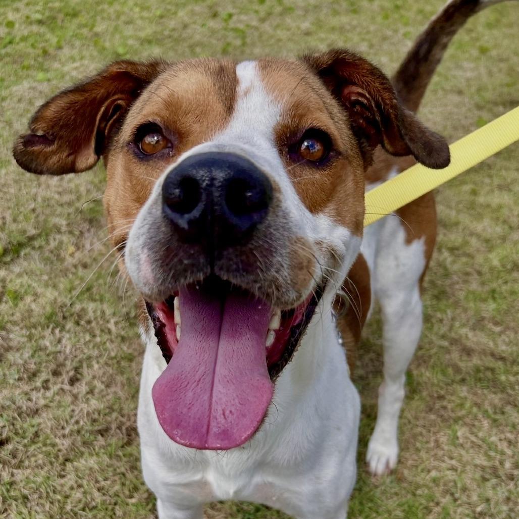 Enlarge Pee Wee, a Adoptable mixed breed in Bradenton, FL image 1/1