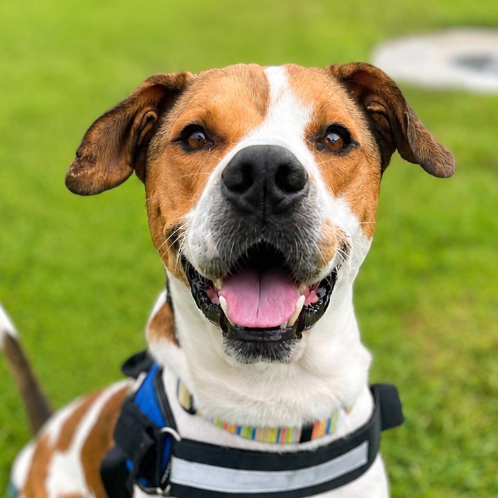 Enlarge Pee Wee, a Adoptable mixed breed in Bradenton, FL image 2/3