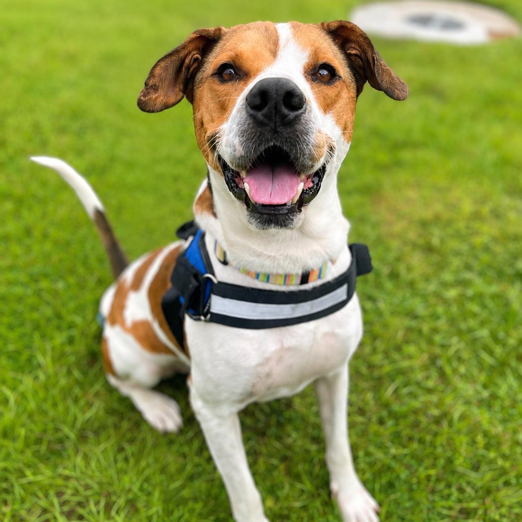 Enlarge Pee Wee, a Adoptable mixed breed in Bradenton, FL image 3/3