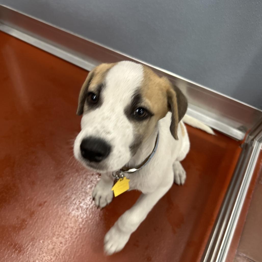 Enlarge R163909 Nathan, a Adoptable mixed breed in Port Washington, NY image 1/1