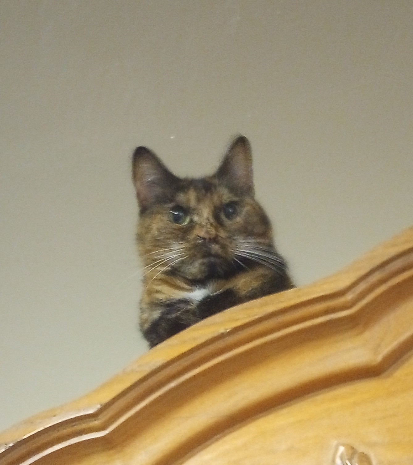 Enlarge Mimi, a Adopted mixed breed in Oakland, CA image 1/1