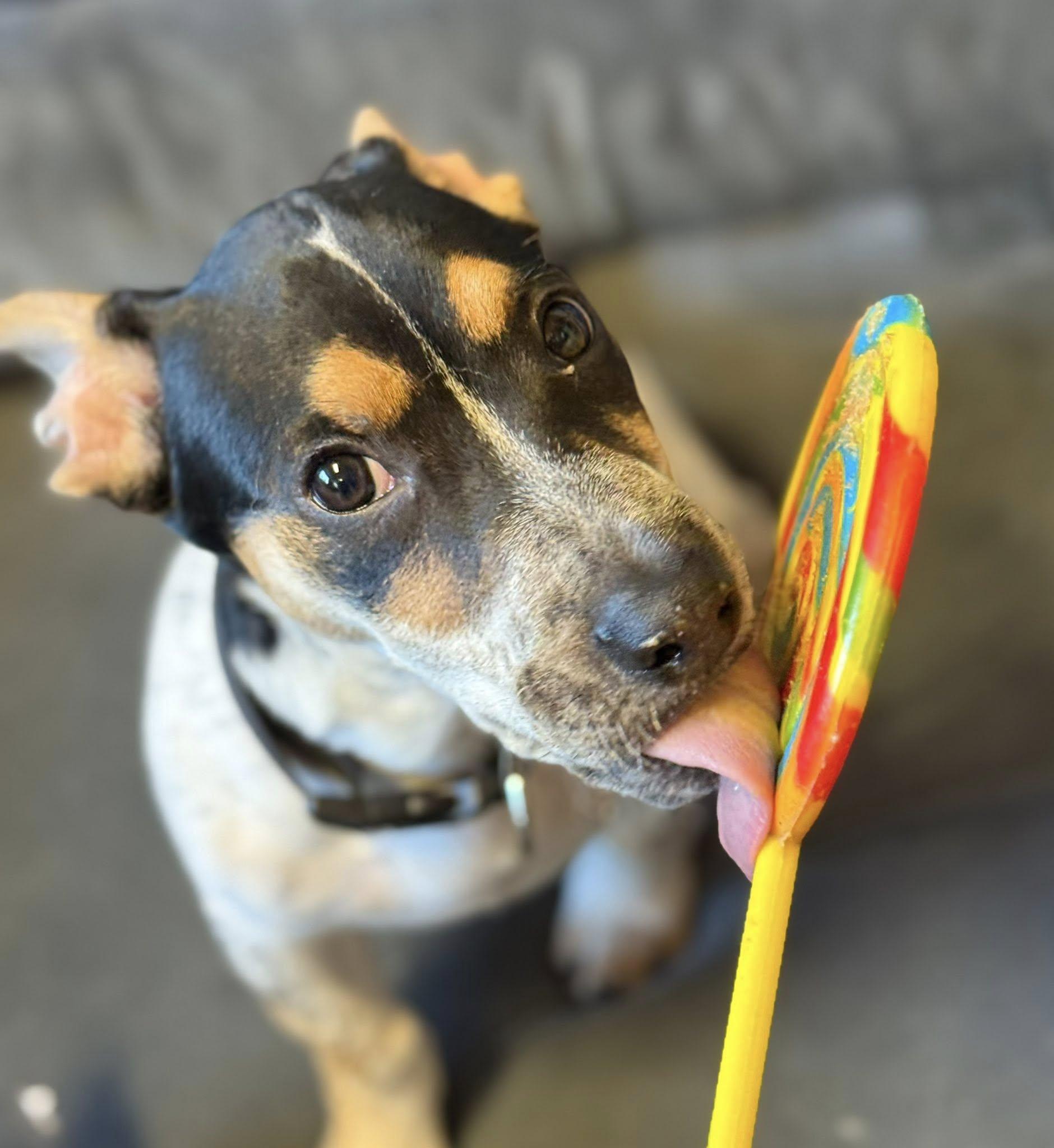 Petrol, a Adopted mixed breed in ONeill, NE image 1/4