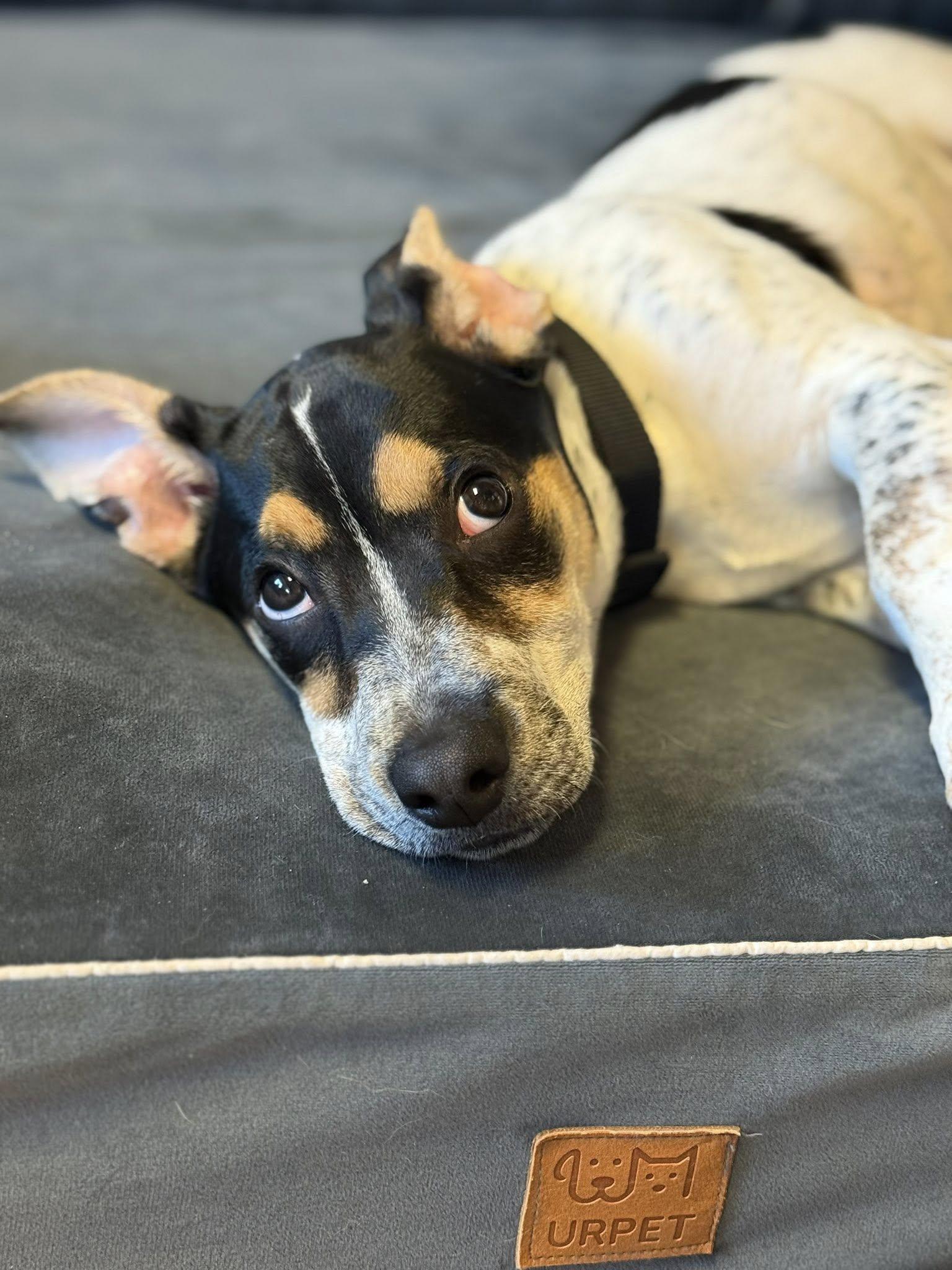 Petrol, a Adopted mixed breed in ONeill, NE image 3/4