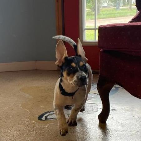 Petrol, a Adopted mixed breed in ONeill, NE image 4/4