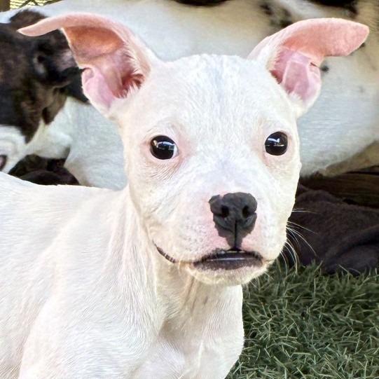 NY Poe (Foster in Ossining NY), Adoptable, Young Female Boxer & American Bulldog.