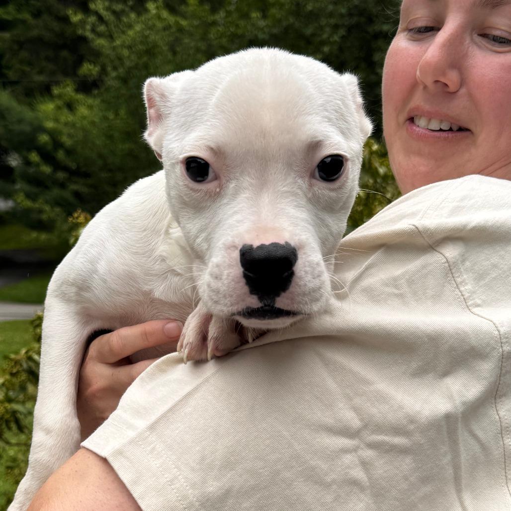 Enlarge NY Poe (Foster in Ossining NY), a Adoptable mixed breed in Eastford, CT image 2/3