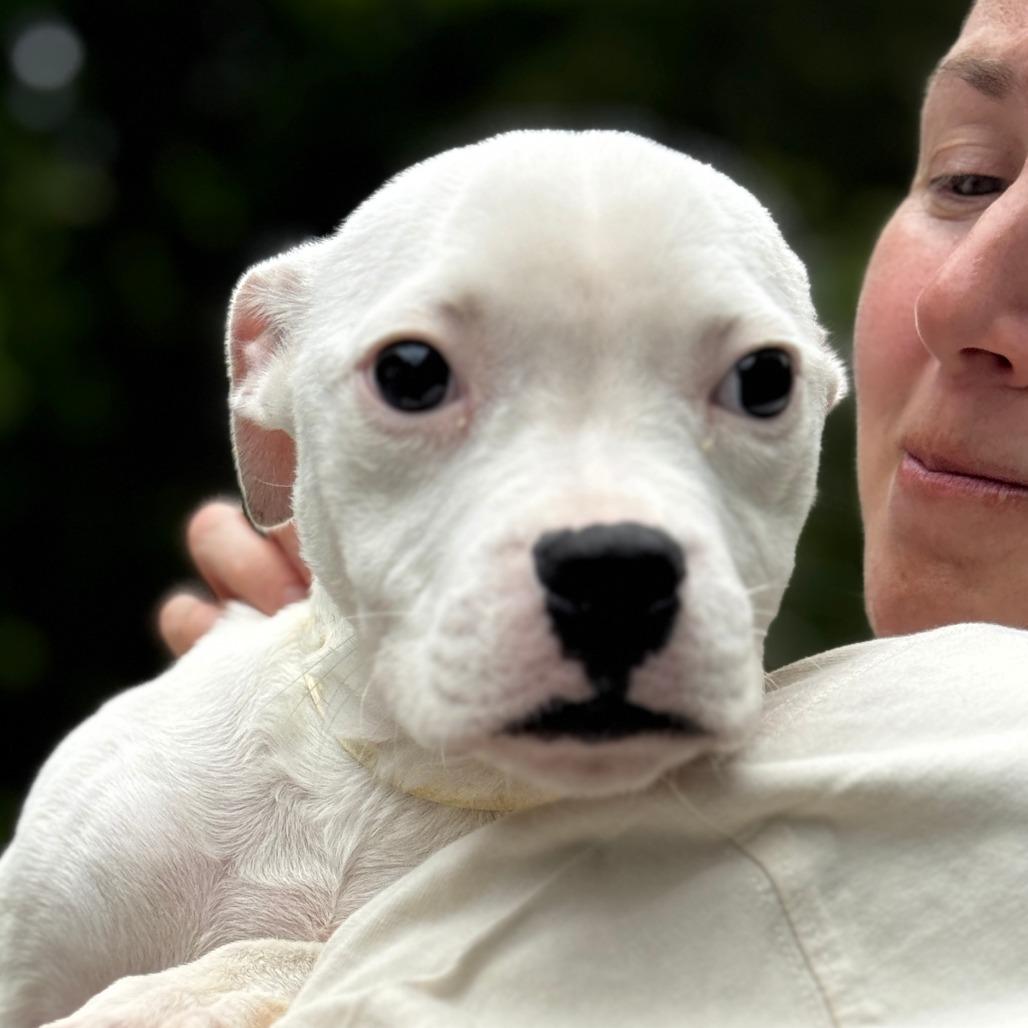 Enlarge NY Poe (Foster in Ossining NY), a Adoptable mixed breed in Eastford, CT image 3/3