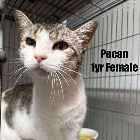 Pecan, Adoptable, Young Female Domestic Short Hair.