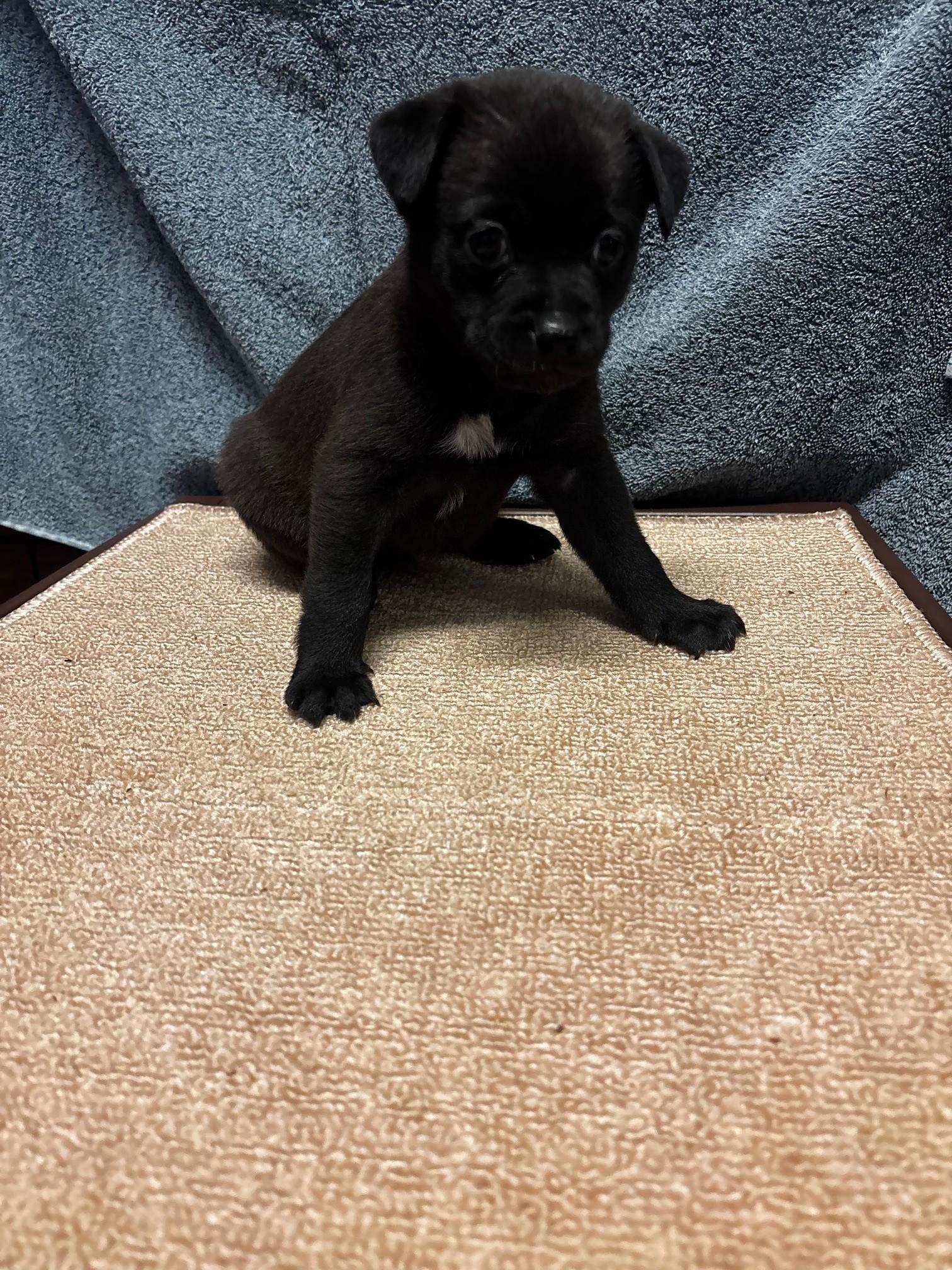 Enlarge Linguini, a Adopted mixed breed in Petaluma, CA image 5/6